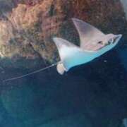 ヒメ日記 2025/11/08 10:00 投稿 みこと◆柔らかオーラ全開♪ エピソード倉敷