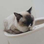 ヒメ日記 2025/12/27 10:00 投稿 みこと◆柔らかオーラ全開♪ エピソード倉敷