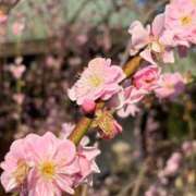 ヒメ日記 2026/03/06 22:12 投稿 倉持　なほみ エテルナ京都