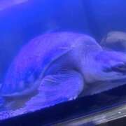 ヒメ日記 2026/02/28 16:53 投稿 由希奈-ゆきな【FG系列】 ほんとうの人妻 厚木店【FG系列】