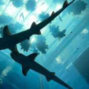 ヒメ日記 2025/08/23 10:10 投稿 霧島 華恋人(カレント)