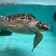 ヒメ日記 2025/08/29 23:32 投稿 霧島 華恋人(カレント)