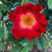 ヒメ日記 2025/09/09 21:04 投稿 霧島 華恋人(カレント)