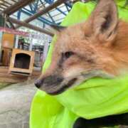 霧島 明日もあったかいんですって⊂((・x・))⊃ 華恋人(カレント)
