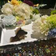 ヒメ日記 2025/09/08 16:42 投稿 ねね 君とふわふわプリンセスin立川