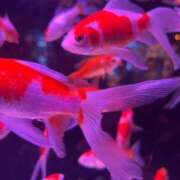 ヒメ日記 2025/09/09 19:12 投稿 ねね 君とふわふわプリンセスin立川