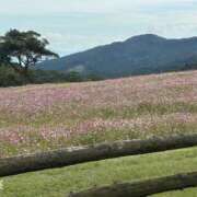 せとか お出掛け👫💓 鹿児島ちゃんこ 天文館店