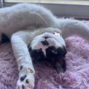 ヒメ日記 2026/03/16 08:10 投稿 ねこ 素人ぽちゃカワ学園