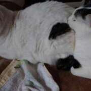 ヒメ日記 2025/12/24 23:08 投稿 チェン 西川口デッドボール