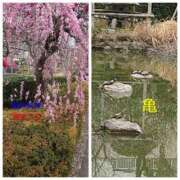 チェン 梅まつり 西川口デッドボール