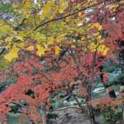 ヒメ日記 2025/11/24 02:00 投稿 夢乃(ゆめの) エッチな熟女(広島)