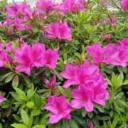 ヒメ日記 2026/04/22 12:30 投稿 夢乃(ゆめの) エッチな熟女(広島)