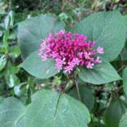 ヒメ日記 2025/08/13 17:56 投稿 本庄 久留米デリヘルセンター