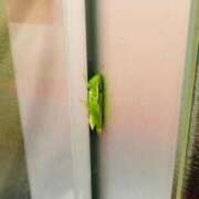 ヒメ日記 2025/08/15 19:06 投稿 本庄 久留米デリヘルセンター