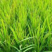 ヒメ日記 2025/09/03 12:16 投稿 本庄 久留米デリヘルセンター