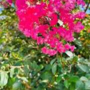 本庄 おはようございます 久留米デリヘルセンター