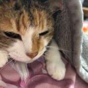 ヒメ日記 2025/09/11 07:00 投稿 愛瑠/める ANEJE～アネージュ池袋～(ユメオト)