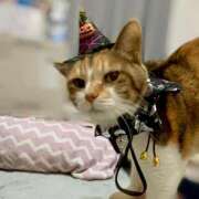 ヒメ日記 2025/10/04 12:00 投稿 愛瑠/める ANEJE～アネージュ池袋～(ユメオト)