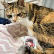 ヒメ日記 2025/10/06 12:00 投稿 愛瑠/める ANEJE～アネージュ池袋～(ユメオト)