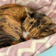 ヒメ日記 2025/10/08 23:30 投稿 愛瑠/める ANEJE～アネージュ池袋～(ユメオト)