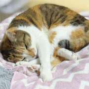 ヒメ日記 2025/10/25 12:00 投稿 愛瑠/める ANEJE～アネージュ池袋～(ユメオト)