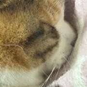 ヒメ日記 2025/10/30 07:00 投稿 愛瑠/める ANEJE～アネージュ池袋～(ユメオト)