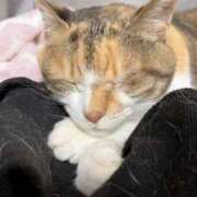 ヒメ日記 2025/11/03 12:00 投稿 愛瑠/める ANEJE～アネージュ池袋～(ユメオト)