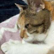 ヒメ日記 2025/11/06 15:30 投稿 愛瑠/める ANEJE～アネージュ池袋～(ユメオト)