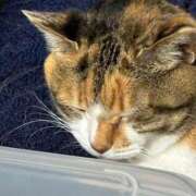 ヒメ日記 2025/11/08 23:30 投稿 愛瑠/める ANEJE～アネージュ池袋～(ユメオト)