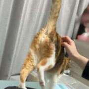 ヒメ日記 2025/11/11 09:30 投稿 愛瑠/める ANEJE～アネージュ池袋～(ユメオト)