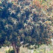 ヒメ日記 2025/11/12 07:00 投稿 愛瑠/める ANEJE～アネージュ池袋～(ユメオト)