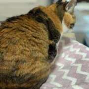 ヒメ日記 2025/11/13 07:00 投稿 愛瑠/める ANEJE～アネージュ池袋～(ユメオト)