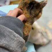 ヒメ日記 2025/11/14 07:00 投稿 愛瑠/める ANEJE～アネージュ池袋～(ユメオト)