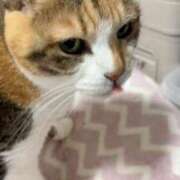 ヒメ日記 2025/11/14 22:30 投稿 愛瑠/める ANEJE～アネージュ池袋～(ユメオト)