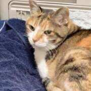 ヒメ日記 2025/11/21 12:01 投稿 愛瑠/める ANEJE～アネージュ池袋～(ユメオト)