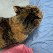 ヒメ日記 2025/11/27 13:30 投稿 愛瑠/める ANEJE～アネージュ池袋～(ユメオト)