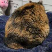 ヒメ日記 2025/11/29 13:30 投稿 愛瑠/める ANEJE～アネージュ池袋～(ユメオト)