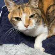 ヒメ日記 2025/12/04 14:30 投稿 愛瑠/める ANEJE～アネージュ池袋～(ユメオト)