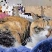 愛瑠/める ろぐいん ANEJE～アネージュ池袋～(ユメオト)