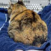 ヒメ日記 2025/12/06 15:30 投稿 愛瑠/める ANEJE～アネージュ池袋～(ユメオト)