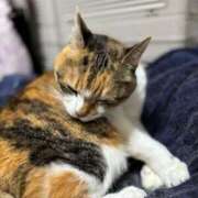 ヒメ日記 2025/12/27 20:02 投稿 愛瑠/める ANEJE～アネージュ池袋～(ユメオト)