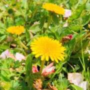 春 本日出勤しました🫶💕︎︎ モアグループ所沢人妻城