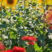 ヒメ日記 2025/09/06 08:48 投稿 さき 横浜おかあさん