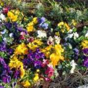 ヒメ日記 2026/03/21 11:15 投稿 さき 横浜おかあさん