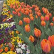 ヒメ日記 2026/03/22 14:33 投稿 桃江あみ 大人めシンデレラ 新横浜店（シンデレラグループ）