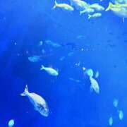 ヒメ日記 2025/08/14 21:22 投稿 Ｎono(のの) AMATERAS(アマテラス)(福山)