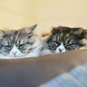 ヒメ日記 2025/08/15 06:29 投稿 Ｎono(のの) AMATERAS(アマテラス)(福山)