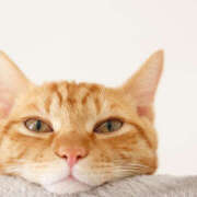 ヒメ日記 2025/09/04 03:29 投稿 Ｎono(のの) AMATERAS(アマテラス)(福山)