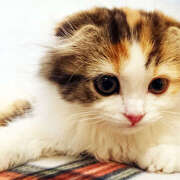 Ｎono(のの) ※無題 AMATERAS(アマテラス)(福山)