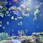 ヒメ日記 2025/08/18 01:23 投稿 ゆりか【人妻】 恵比寿コレクション　久留米本店